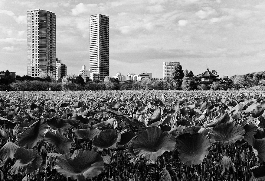 Tokyo – Sea in the Ueno park