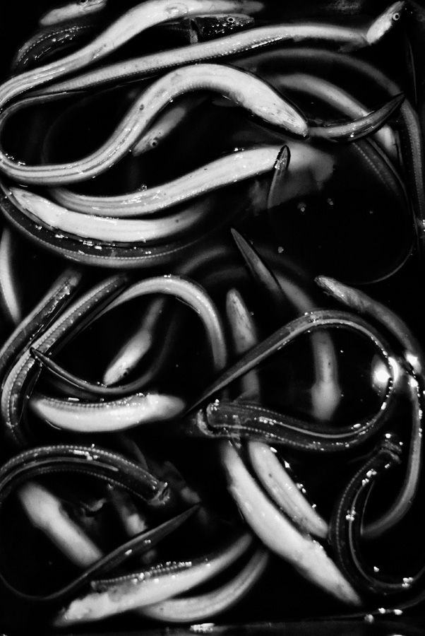 Tokyo – Eels at the Tsujiki Fish Market