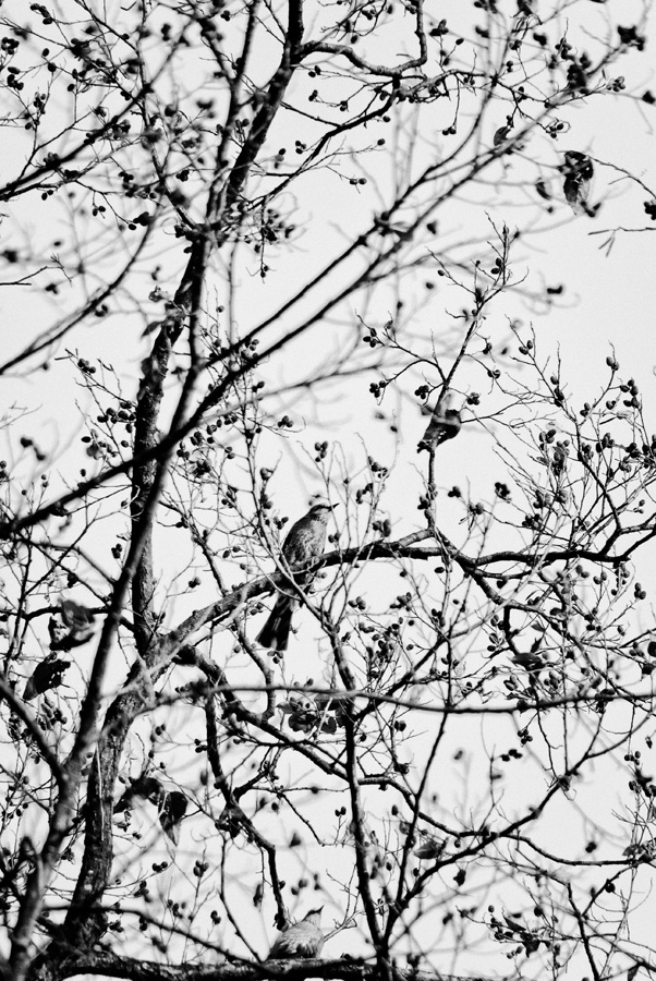 Seoul – Birds in a Tree