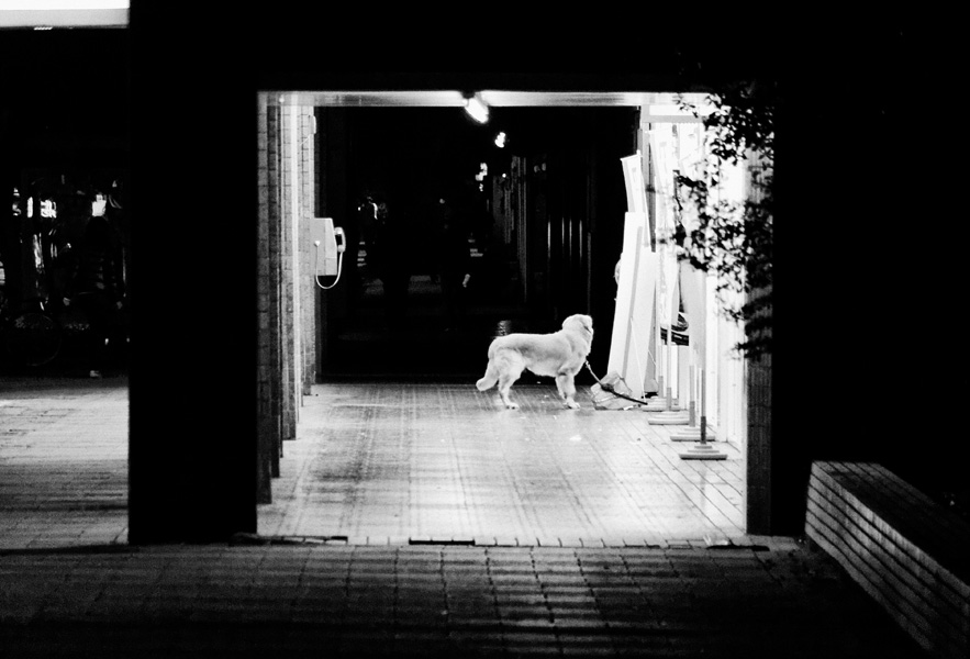Taipeh – Dog at Night